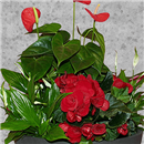 /fileuploads/Produtos/Plantas Naturais/thumb__Isisflor_Jardim_Lua_Nova_02.png